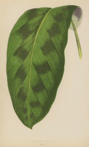 Maranta Pardina af English School